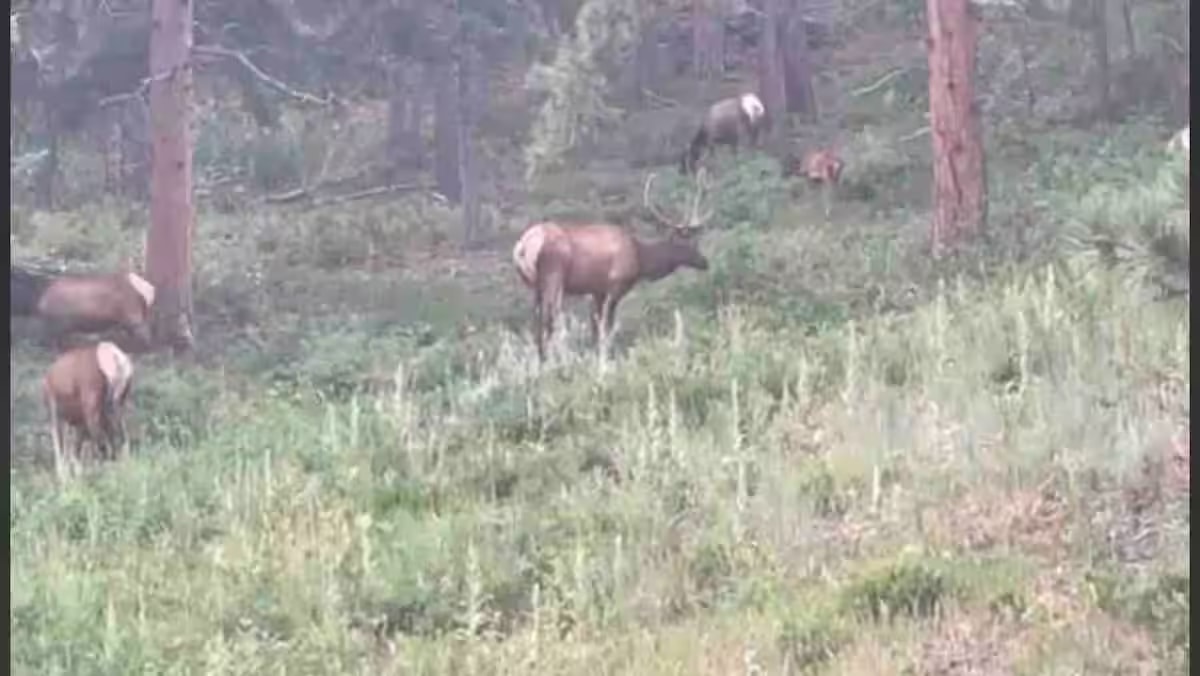 Elk herd in the Colorado forest near the retreat