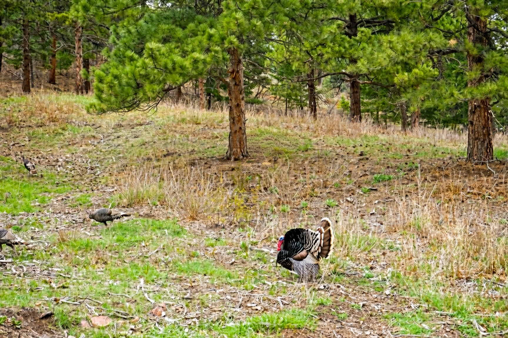Wild turkeys on the ranch property