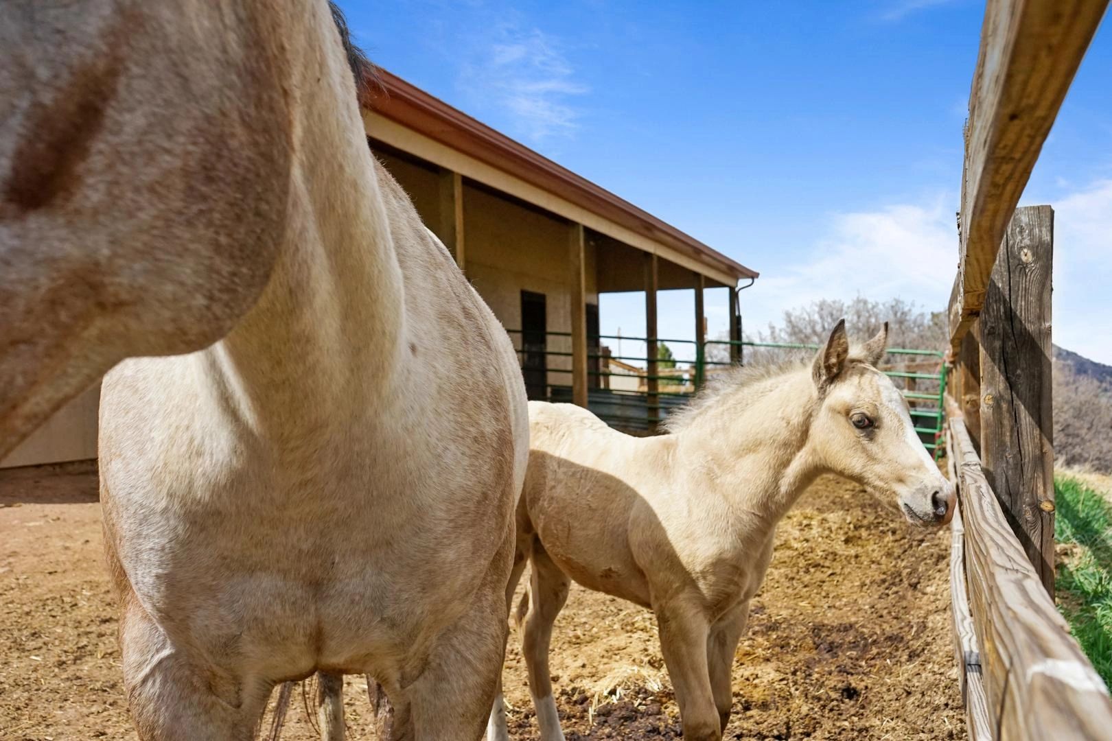 Horses at the ranch corral