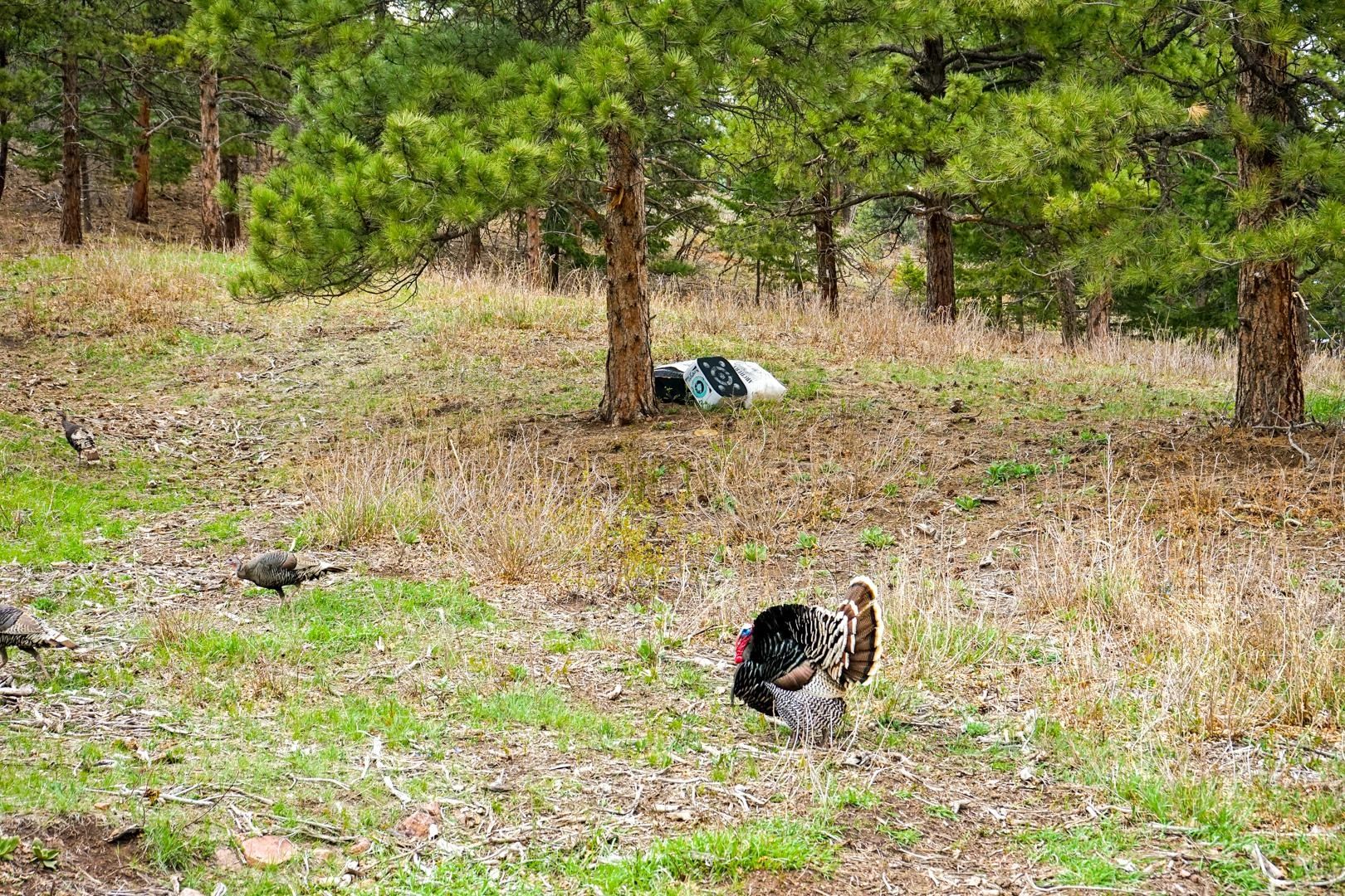 Wildlife — turkeys and deer on the property